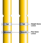 Difference Between Allele and Locus